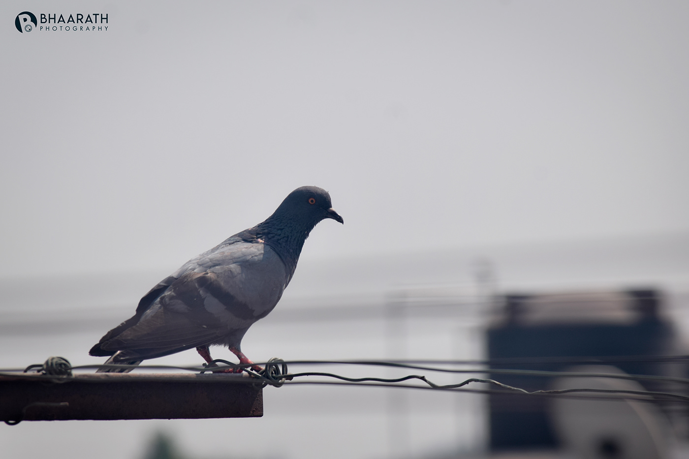 Photography  Birs pigeon birdphotography image adobe Picture Nikon Travel Behance