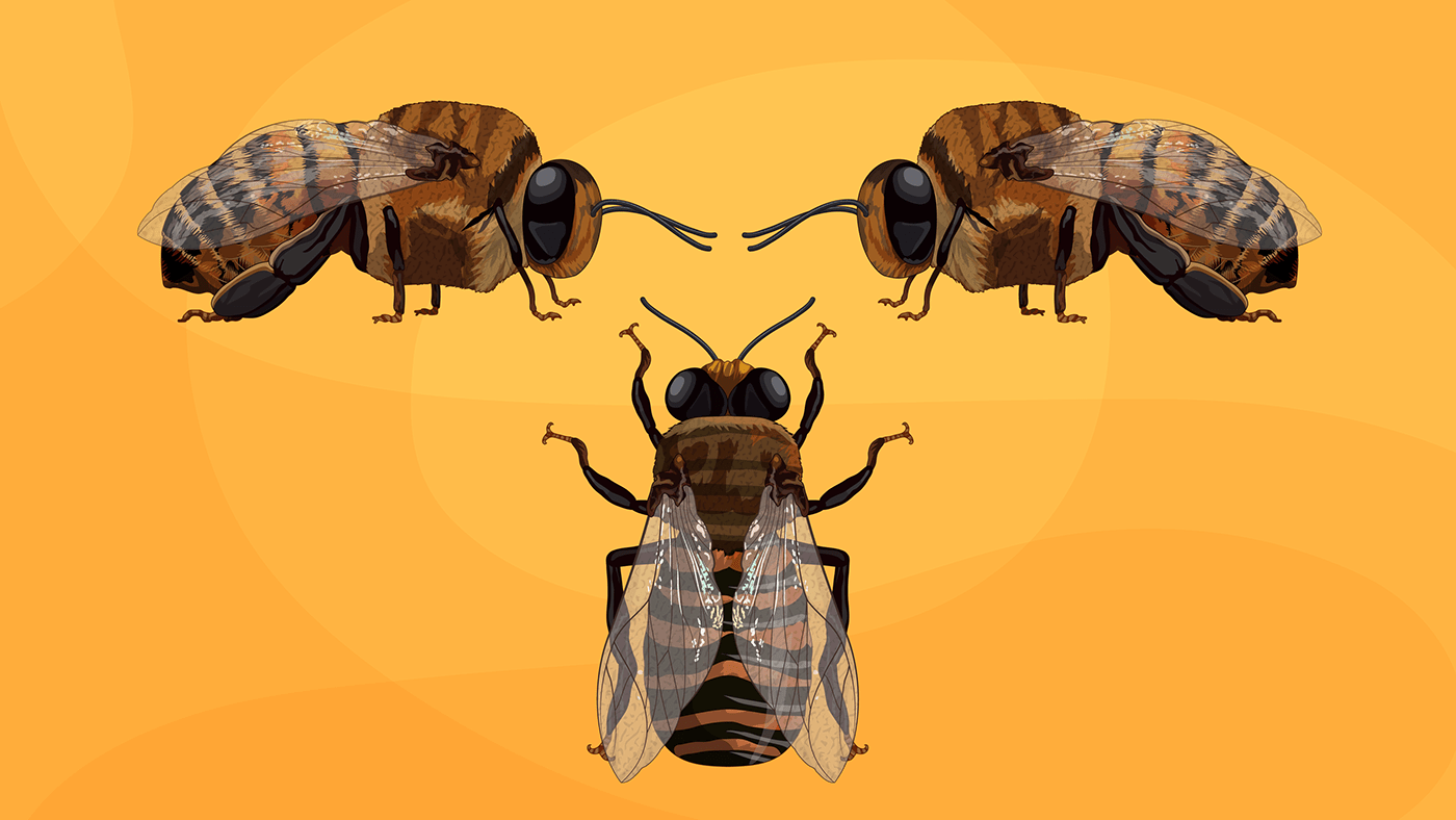 adobe illustrator digital illustration graphic design  ilustration cientific insects drawing insects illustration  vector vector art Vector Illustration vectorart