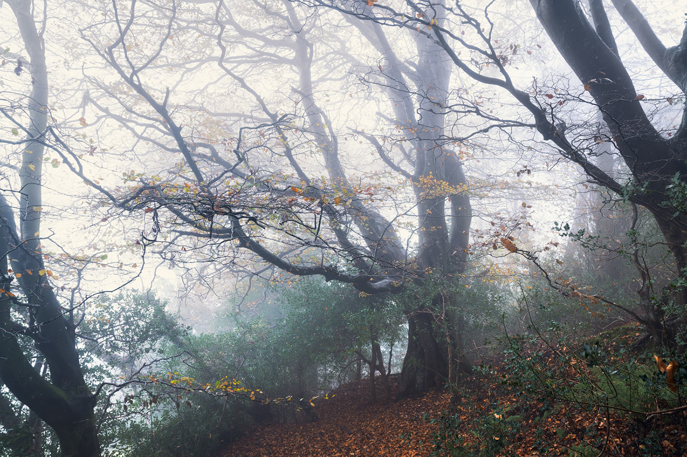 autumn DAWN forest Grove Landscape mist Nature path Treescape oak