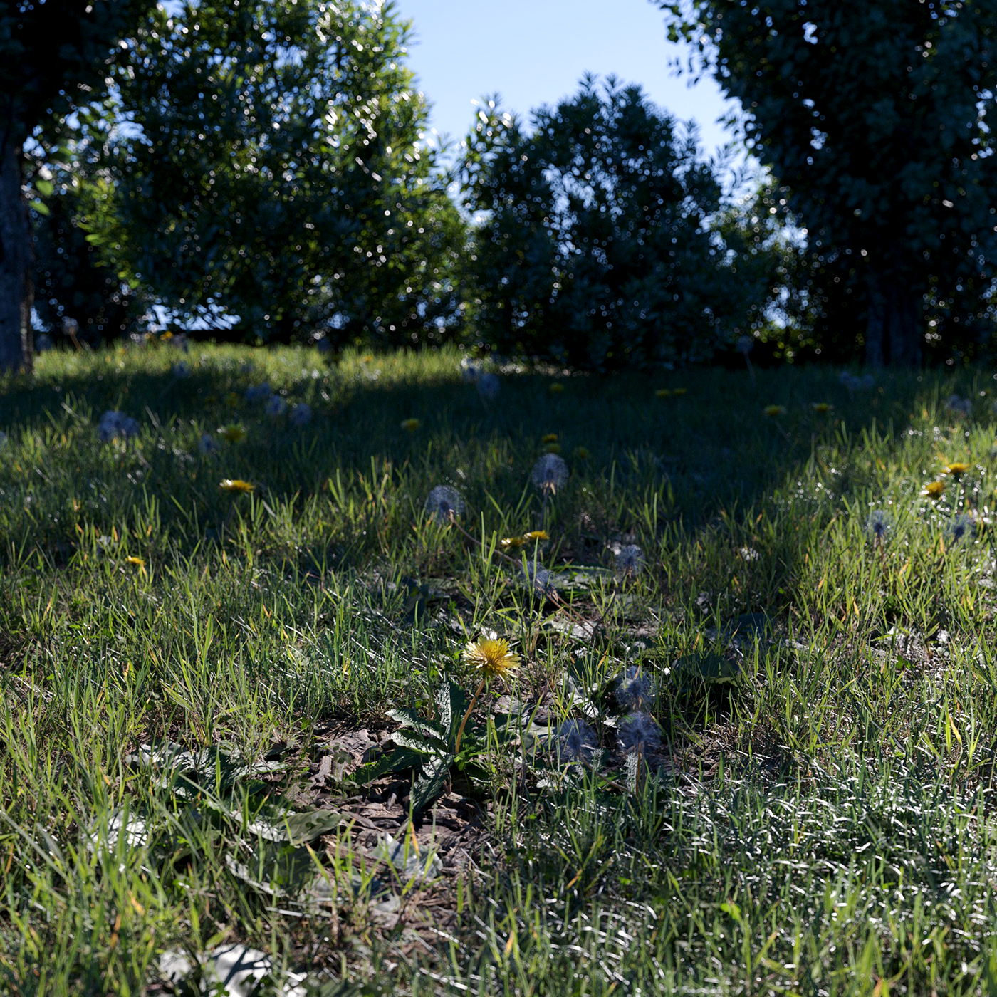 CGI grass green 3dsmax vegetation corona renderer Digital Art  forest