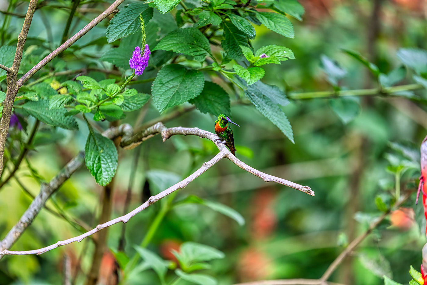Nature Photography  peru manu selva jungle Tropical river colibris hummingbirds