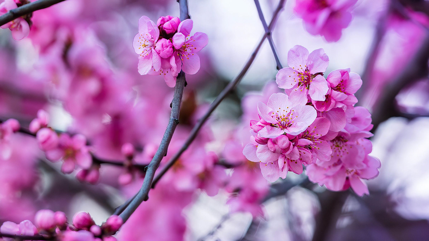 blooming flower spring Tree 