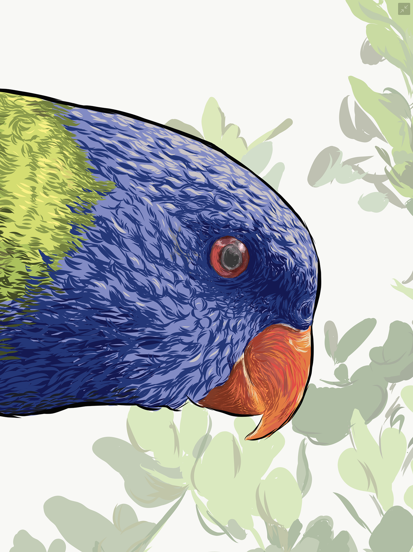 lorikeet bird color Cheeky feathers beak eye Tree  leaves rainbow Australia nsw parrot peeking vector vectorart ILLUSTRATION  rainbowlorikeet Drawing 