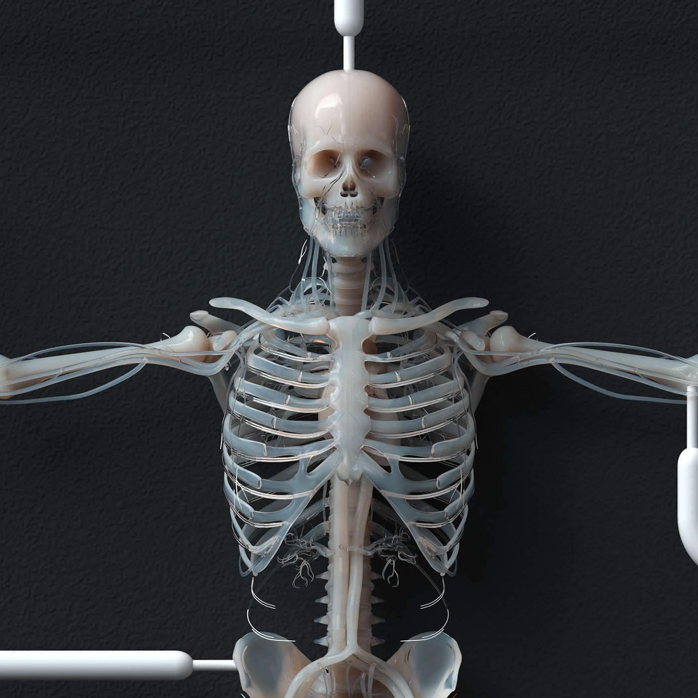 anatomy skeleton Cardio Vascular lightwave octane plastic human