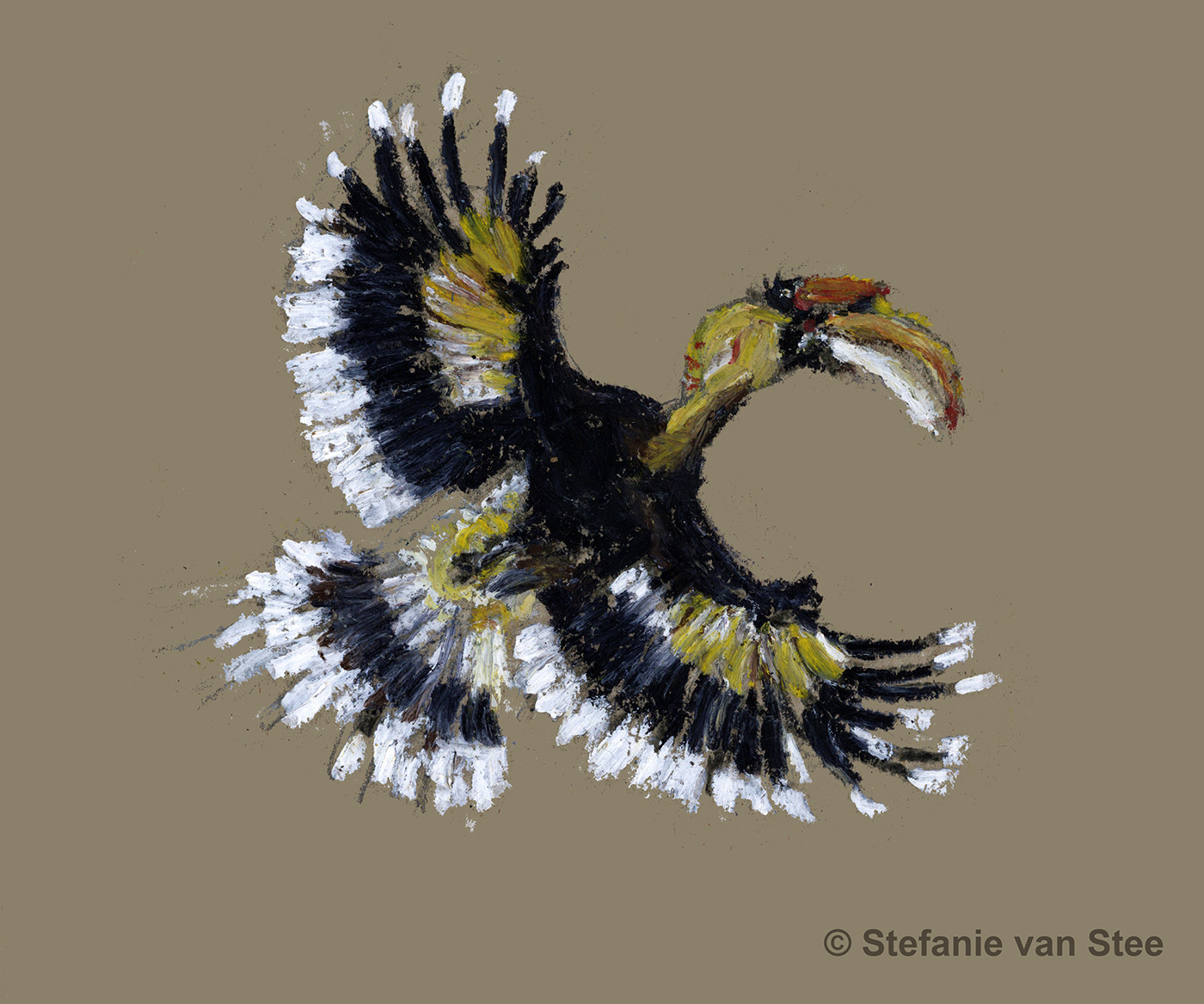 hornbill sketches bird