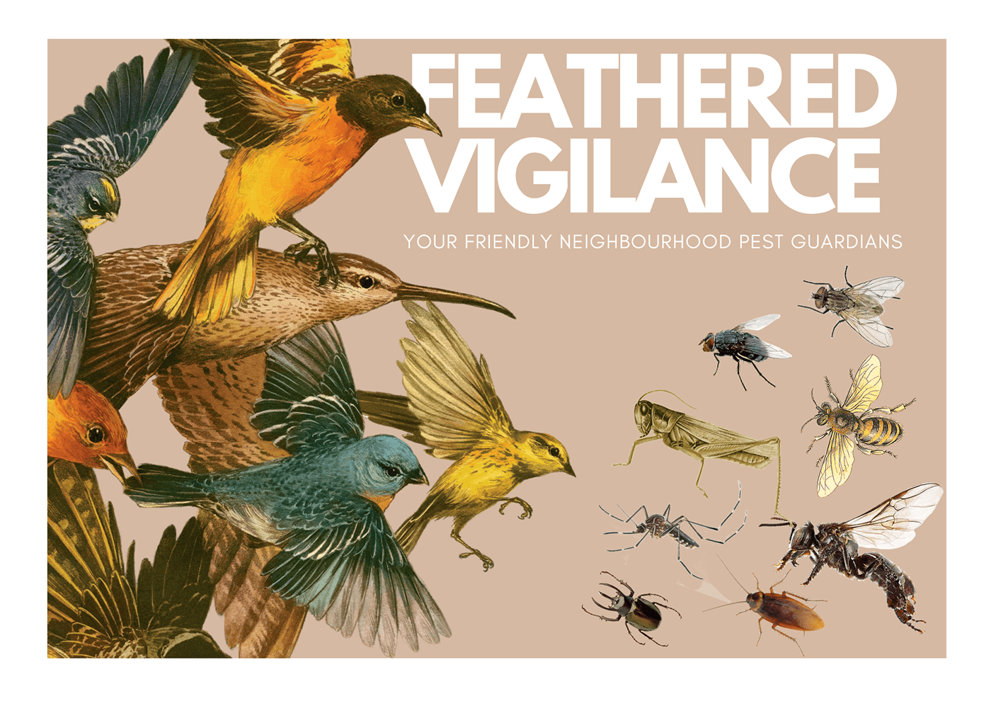 poster Poster Design posters graphics designer bird Nature design Graphic Designer visual identity