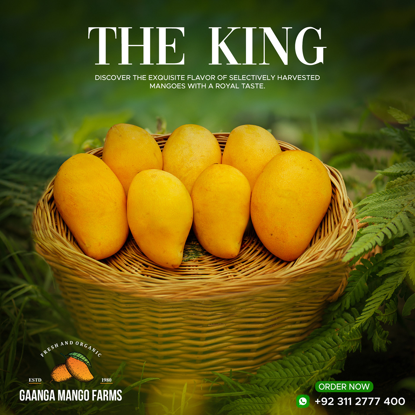 Mango garden Nature fruits fresh Social media post Graphic Designer