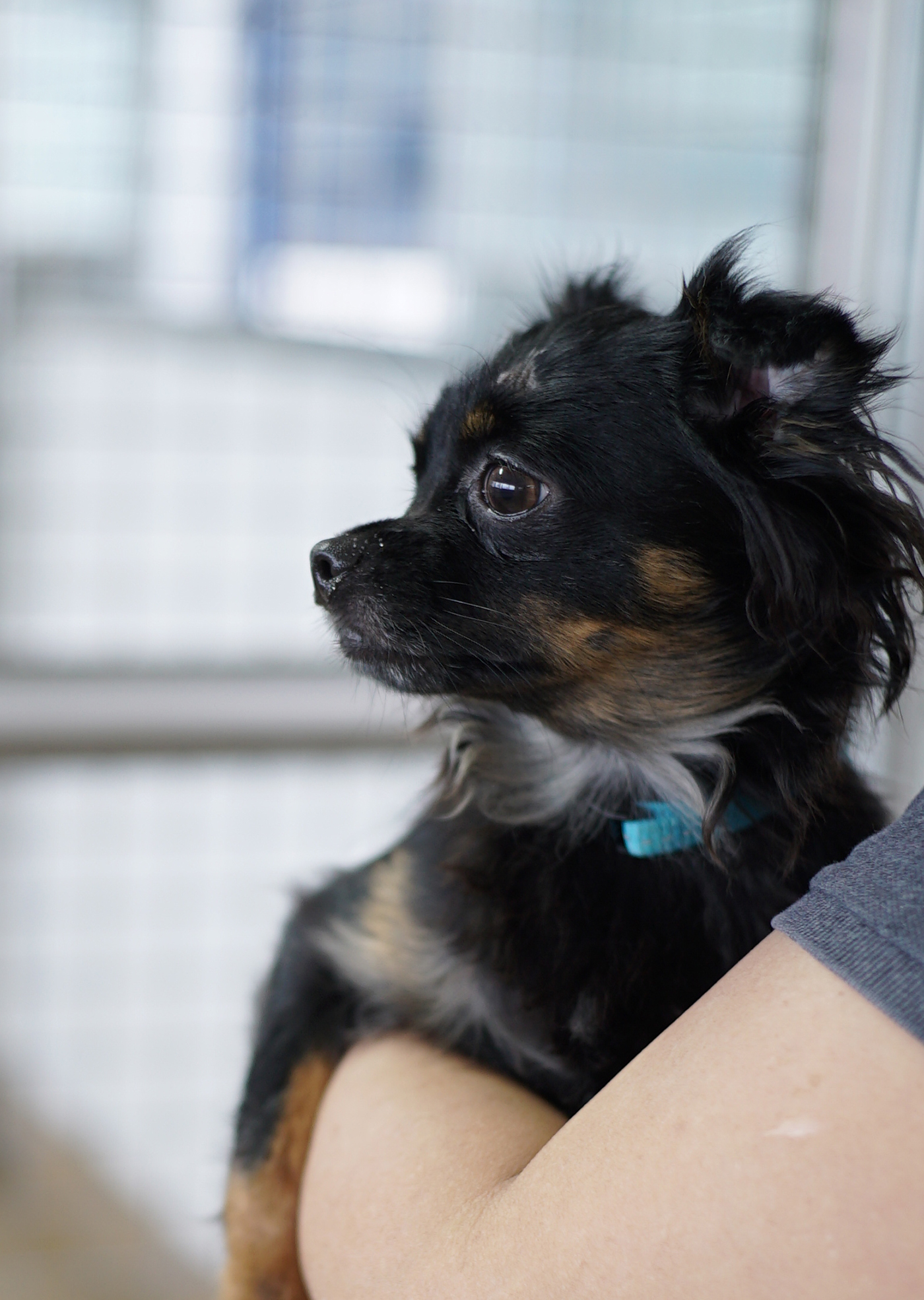 animal shelter volunteer dog Cat adoption Hong Kong stray stray dog