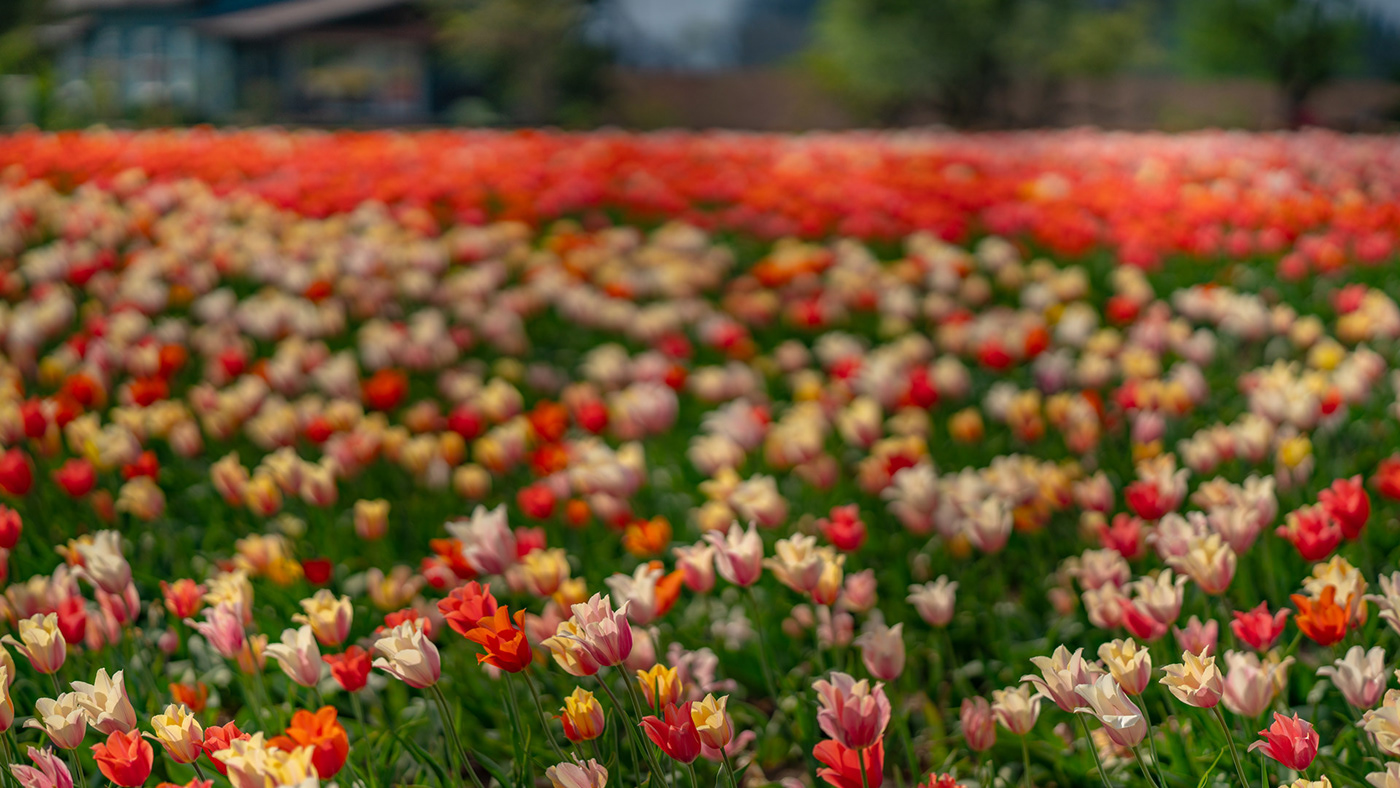 spring jeff kenn tulips Photography  Nature photographer Flowers wooden shoe tulip