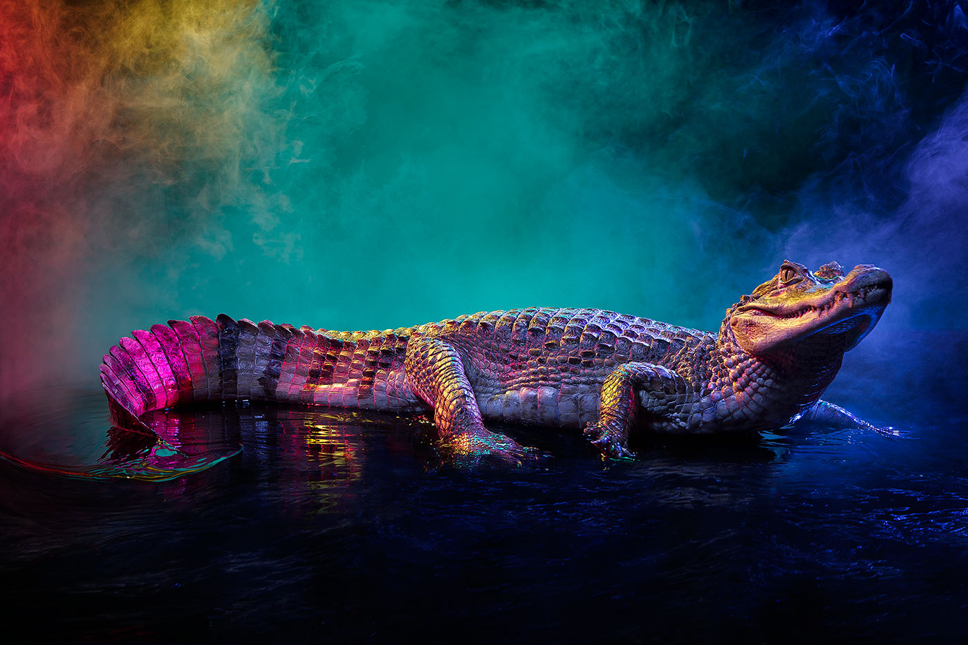 crocodile caiman animal lectures Animal lecture  lighting profoto smoke colour color motion Andrew McGibbon London studio