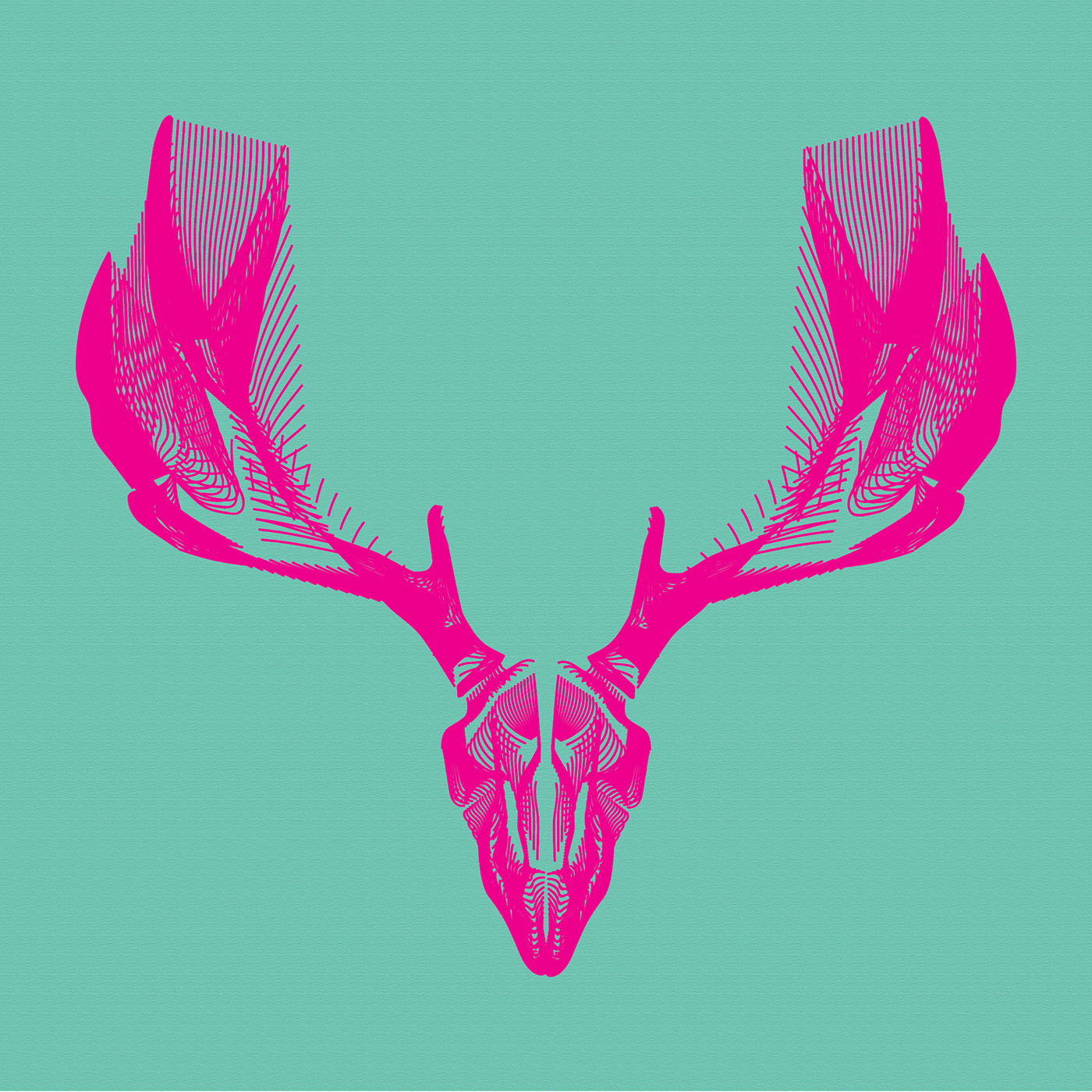 graphic design  Illustrator horns skull