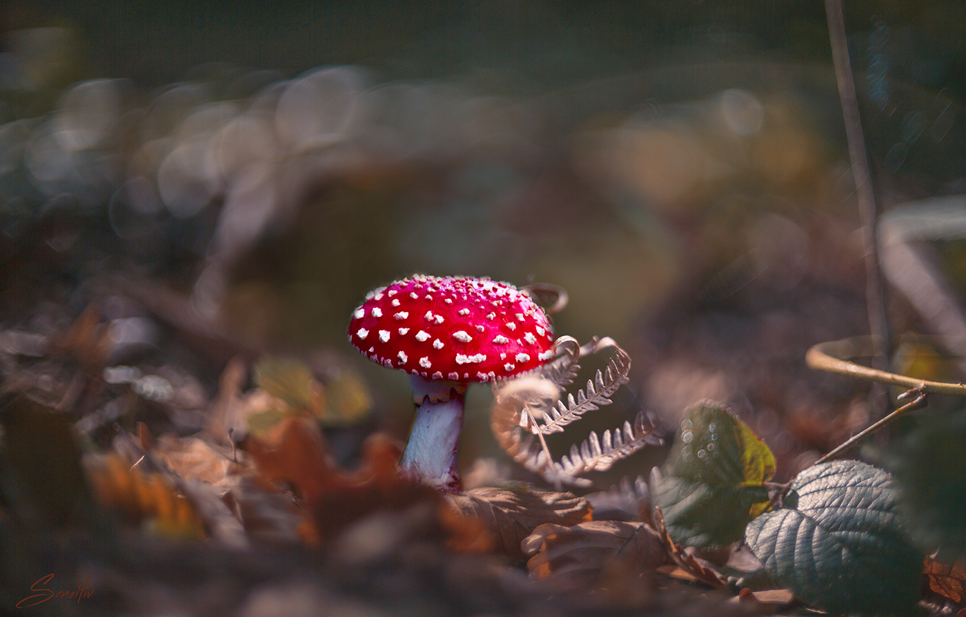 mushroom Nature Photography  autumn automne fungus