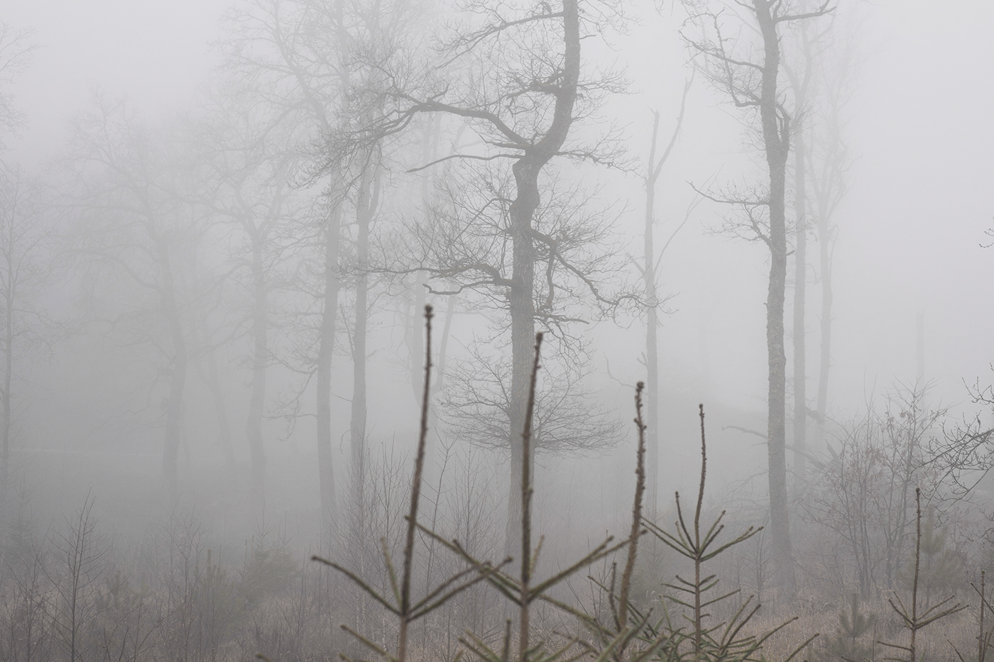lietuva lithuania Landscape mist trees autumn Mindaugas Buivydas Fog landscape tree art fog