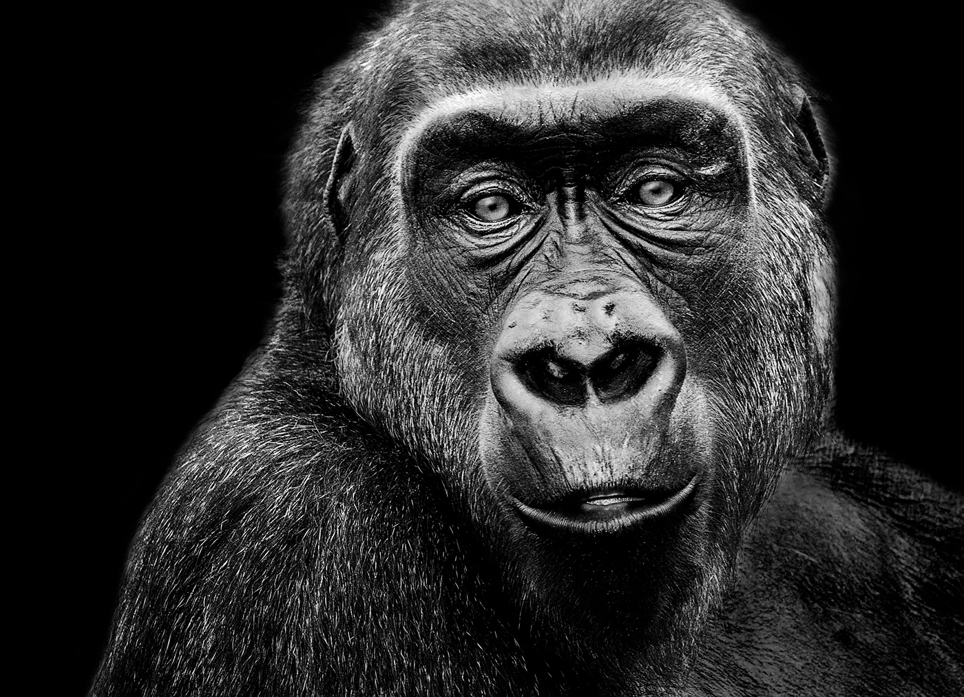 Adobe Portfolio Portraiture animal black and white low key