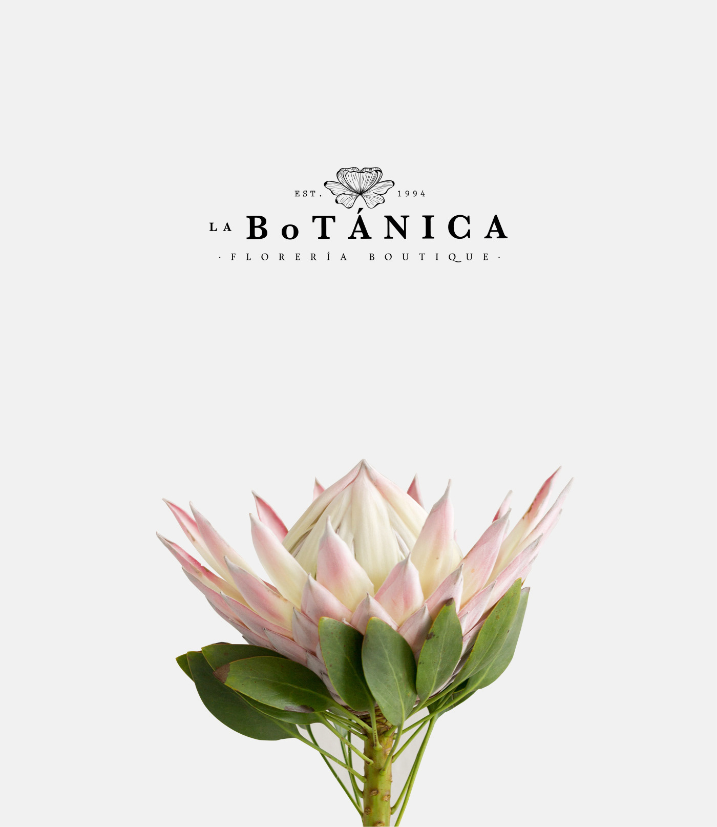 branding  Flower Shop flower store Packaging mexico botanic botanical illustration ILLUSTRATION  botanical