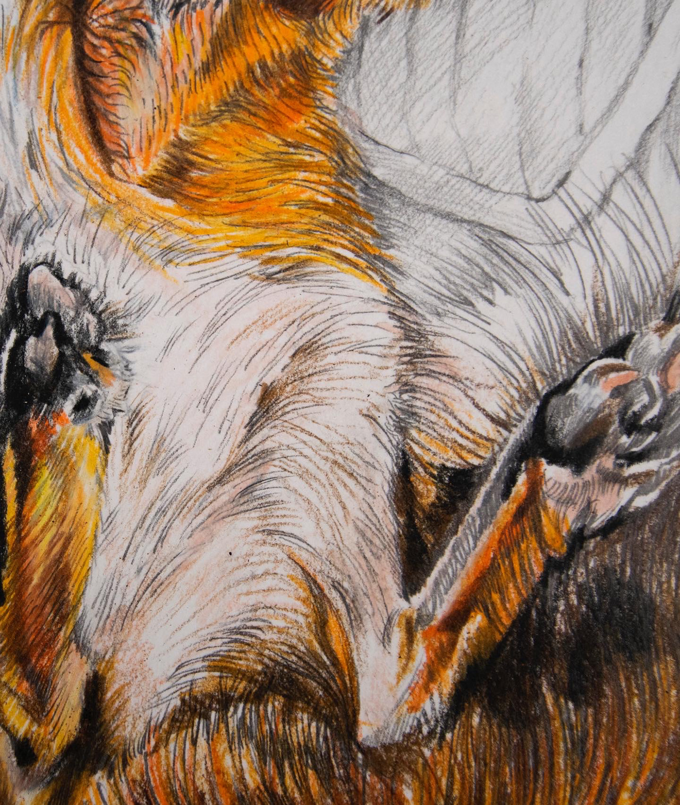 coloured pencils FOX ILLUSTRATION  serenity animals art