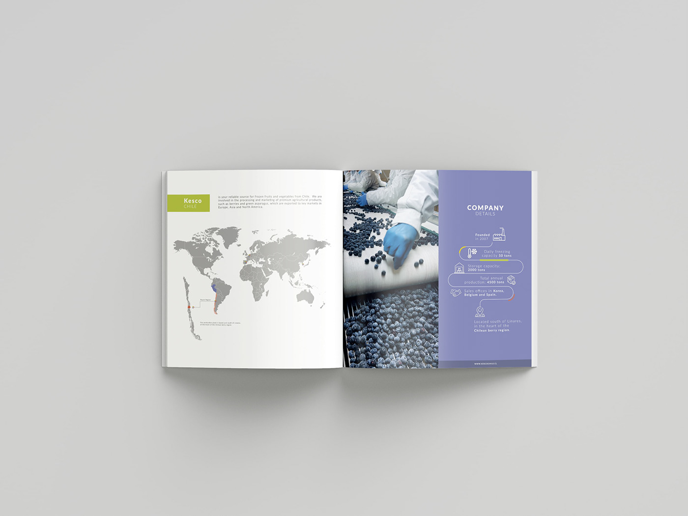 branding  brochure Diseño web