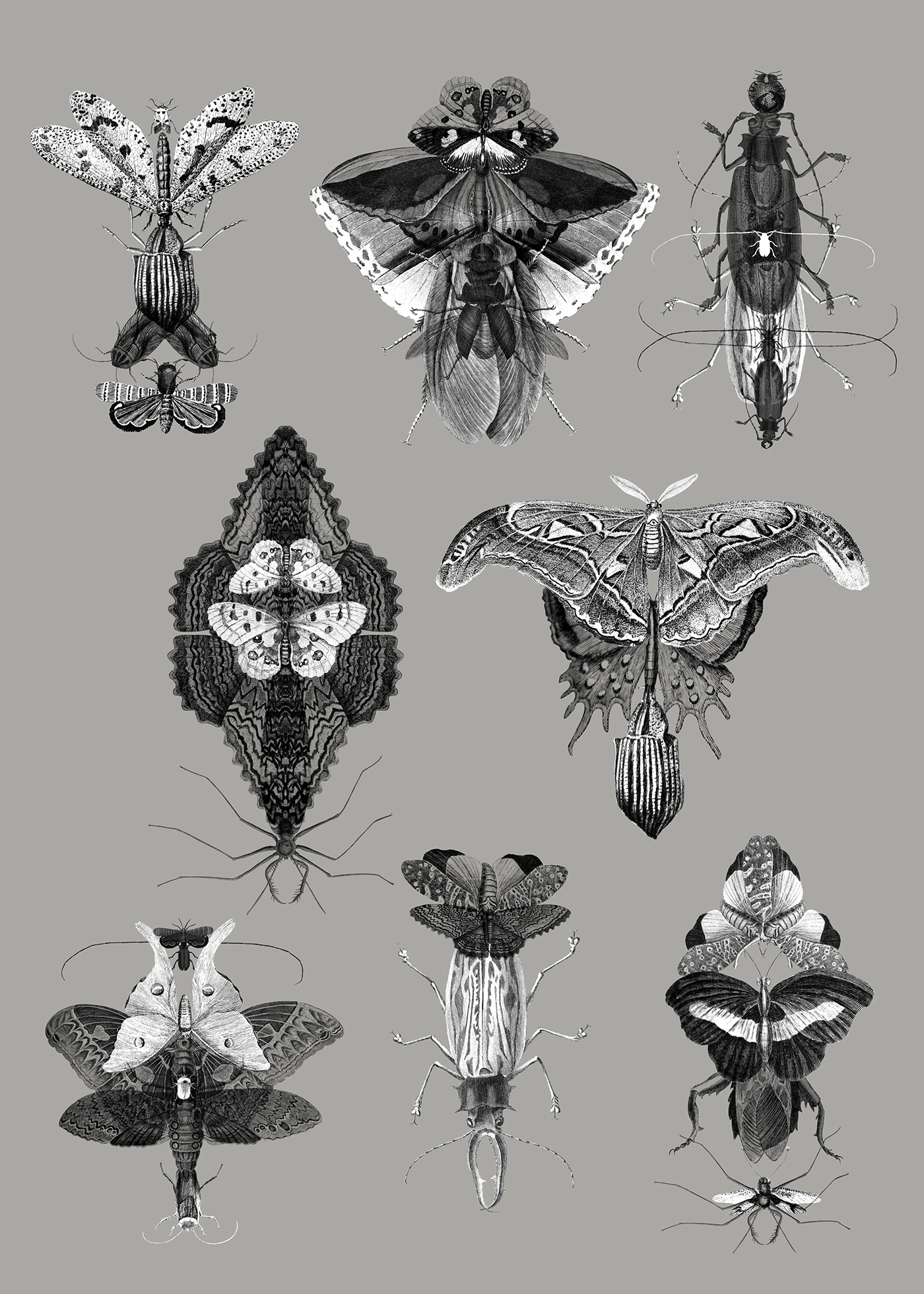 biodiversity botanicalillustration butterflies ILLUSTRATION  insect moths poster PosterArt symmetry wings