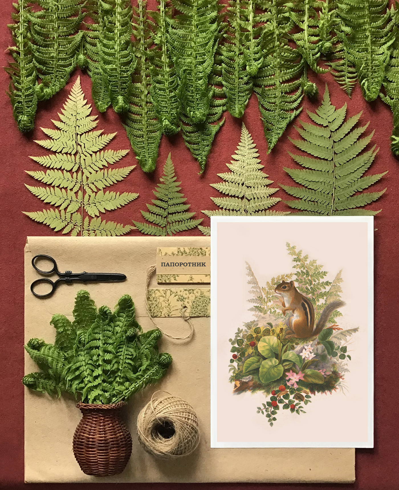botanical fern green Herbarium Nature plants гербарий папоротник