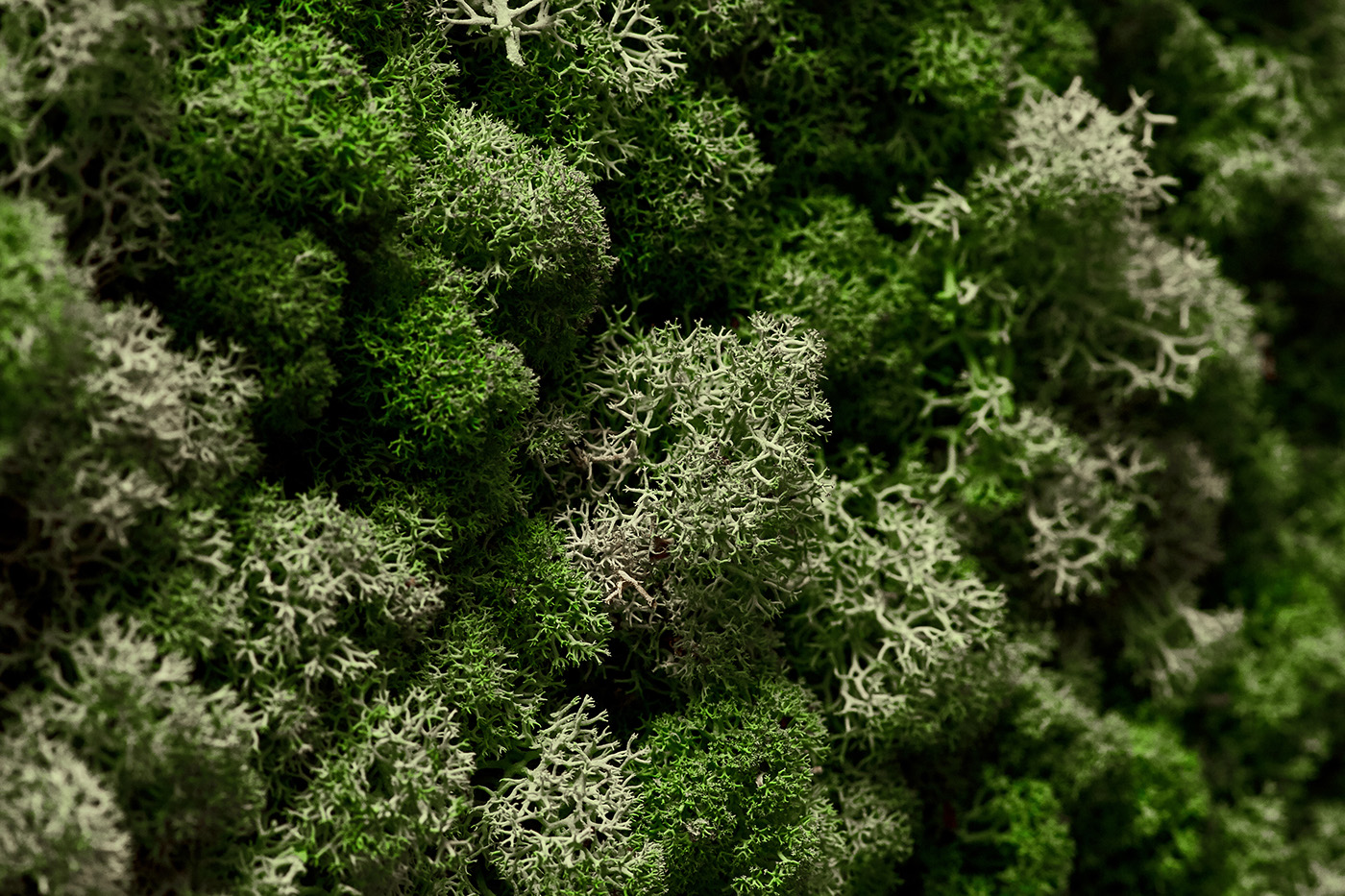 Reindeer lichen mosss texture Natureal background nirway Scandinavian design