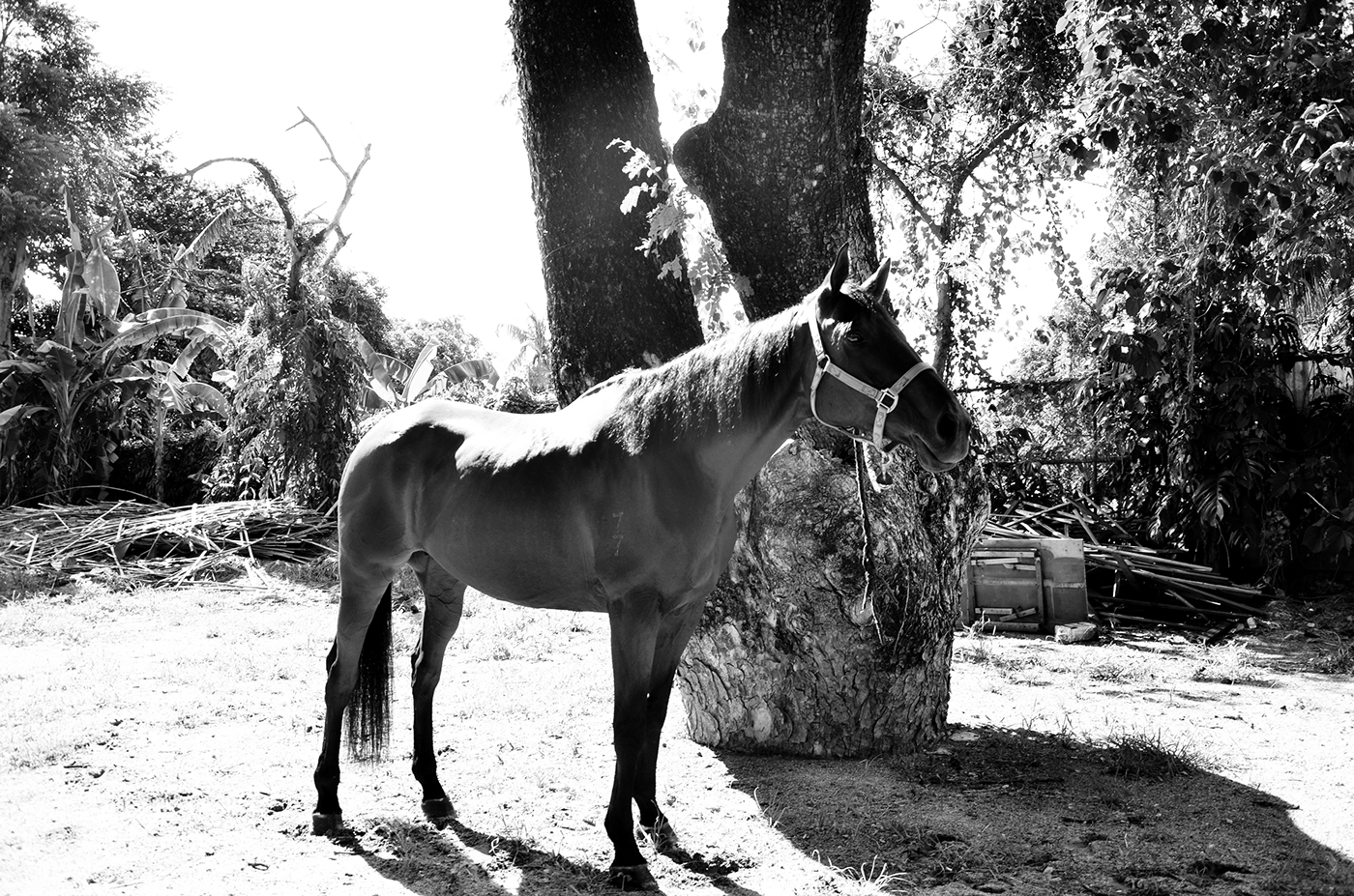 Centaur bruce venida fairytales fairytale Photo Manipulation  nymph horse Nature infrared #Ps25Under25
