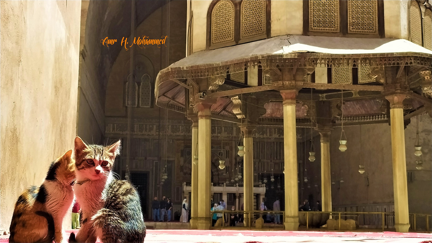 building architecture Cat cute animal mosque islamic