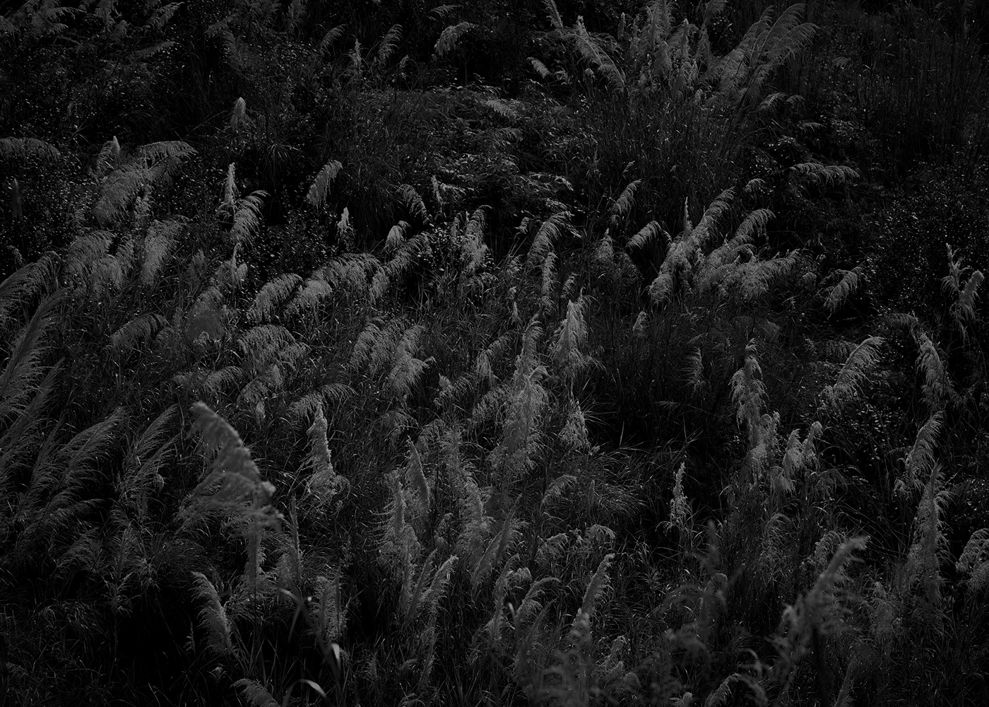 abstract Nature pattern texture plants grass leaves monochrome fine art koi