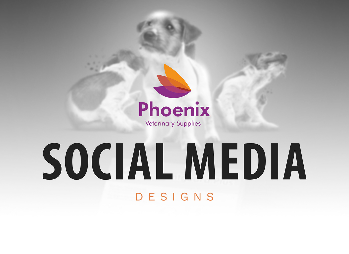 Advertising  animal Cat designer dog graphics post Social media post Socialmedia veterinary