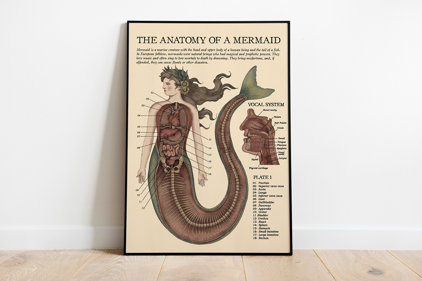 mermaid anatomy medical science siren heart biology Nature ondine mythology