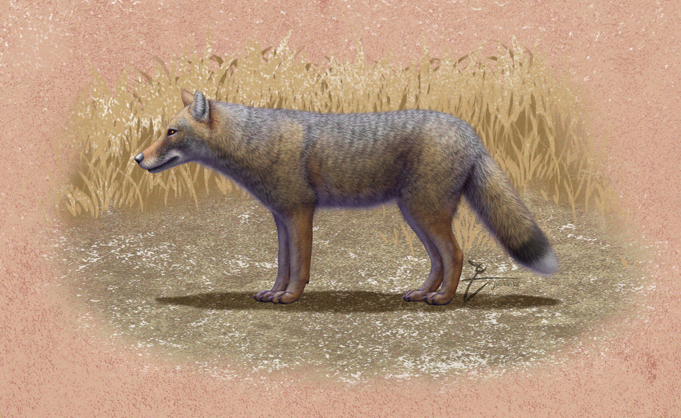 canid Extinction Fossil FOX holocene paleoart pleistocene wolf