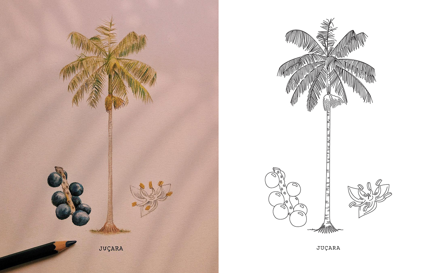 Brazil trees Embroidery botanical Drawing  artist Nature Árvores Nativas ipeamarelo Pencilcolor