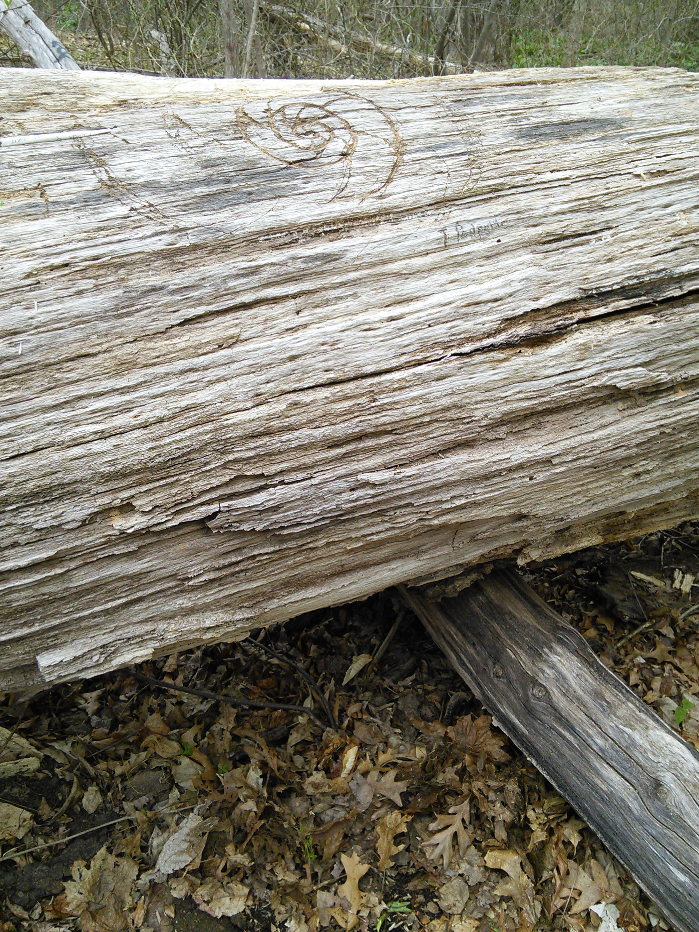 wood carving ammonite woods