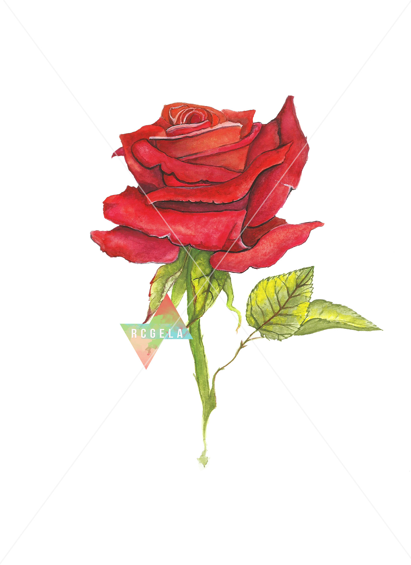 rose watecolor painting   ILLUSTRATION  red rose traditional