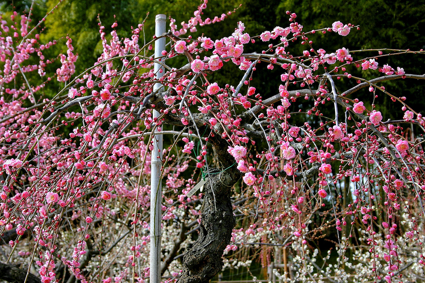 japan flower Cherry blossoms Chrysanthemum Landscape