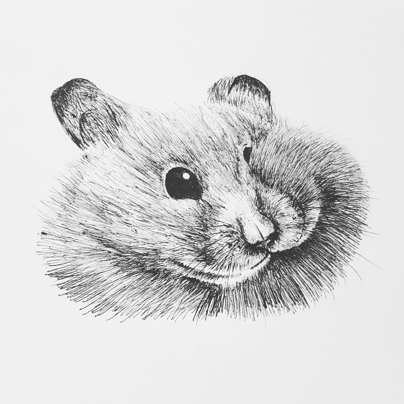 #sketch #Drawings #quick #bird  #fox #Hamster #Pen