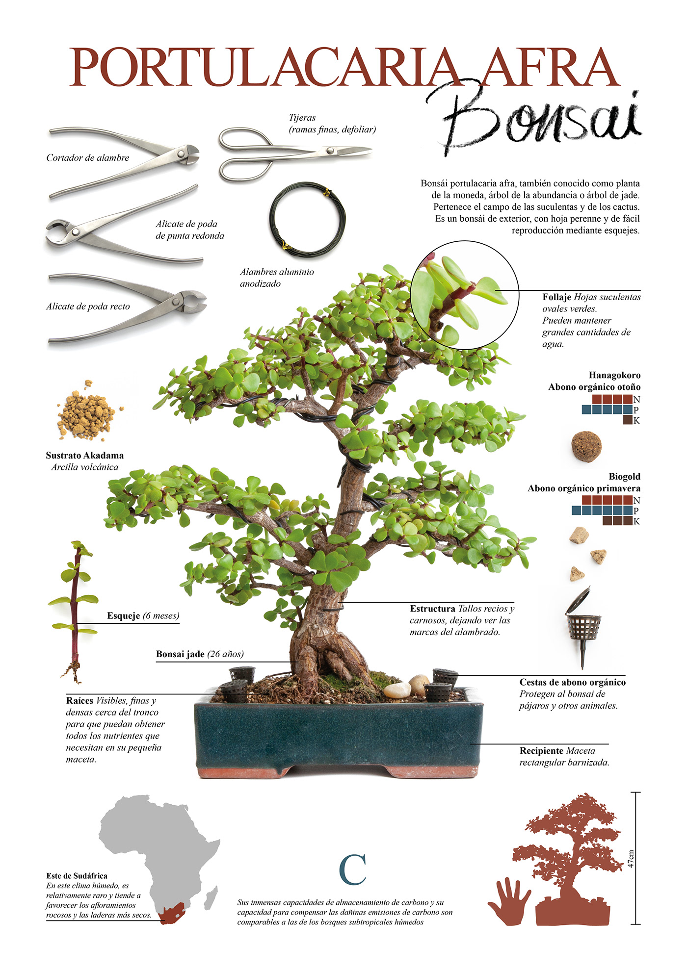 bonsai infographic information design editorial Photography  graphic design 