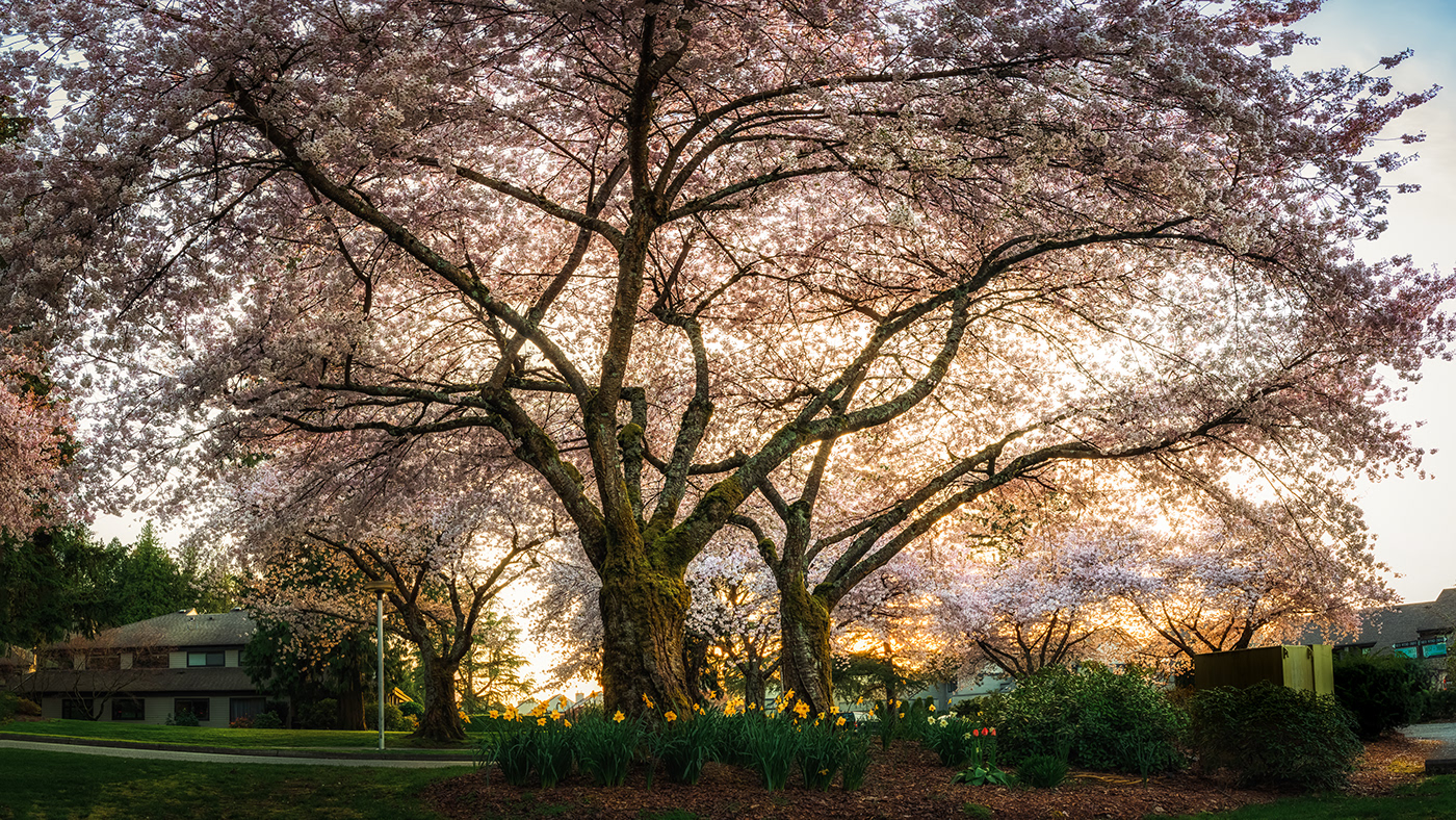 beauty blossoming cherry house Nature spring Street Sunny sunset Tree 