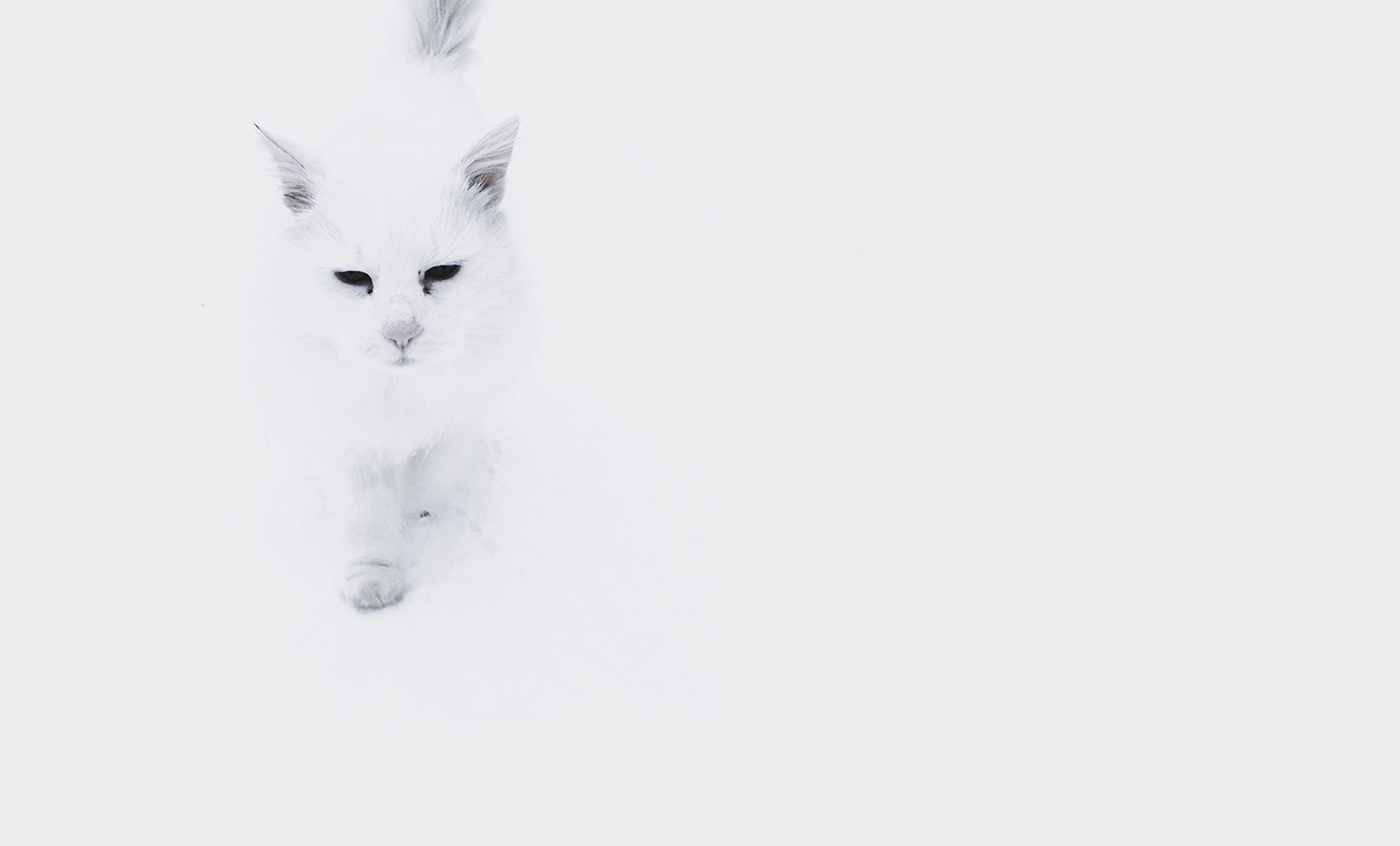 minimal White snow buldings cats Cat dog iphone lines graphical nordic oslo simple light shadow