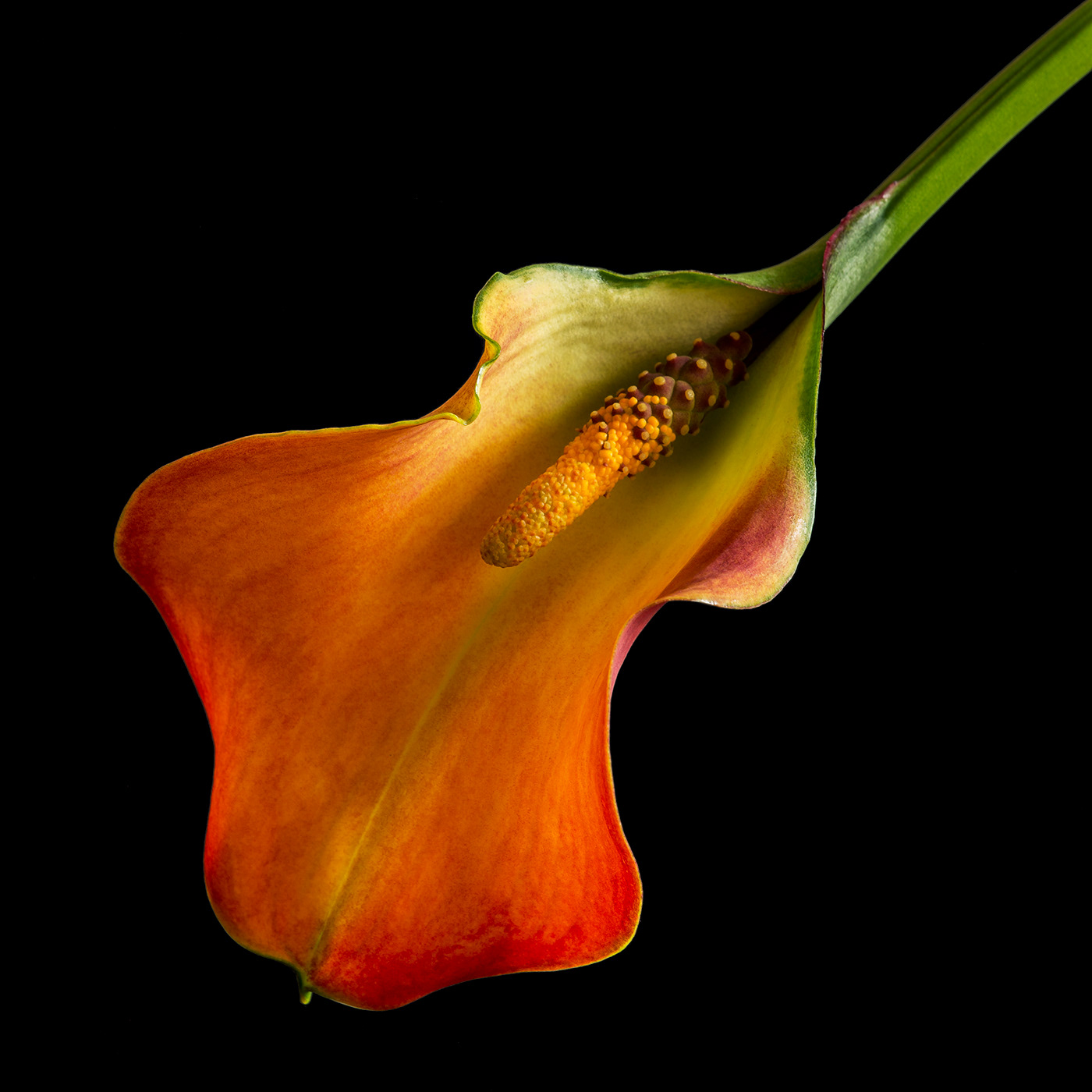 fine art Flowers floral Nature botanical color peony poppy calla tulip
