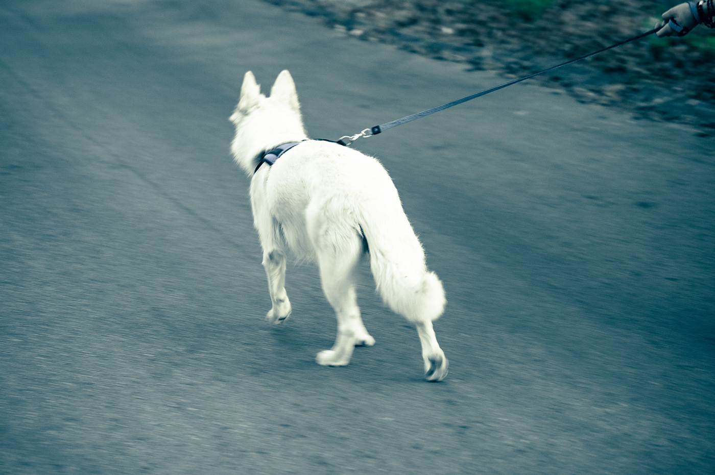 animals dog Editing  photographer Photography  photoshoot portrait postproduction retouch street photography