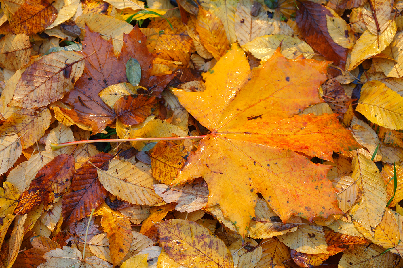 Colorful Autumn Leaves on Behance