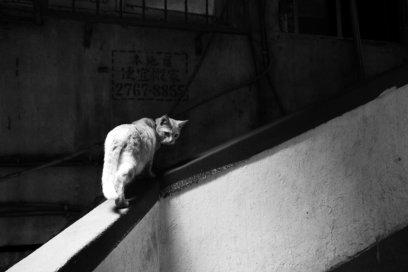 Cat stray life city animal mix photo abandon homeless Outdoor