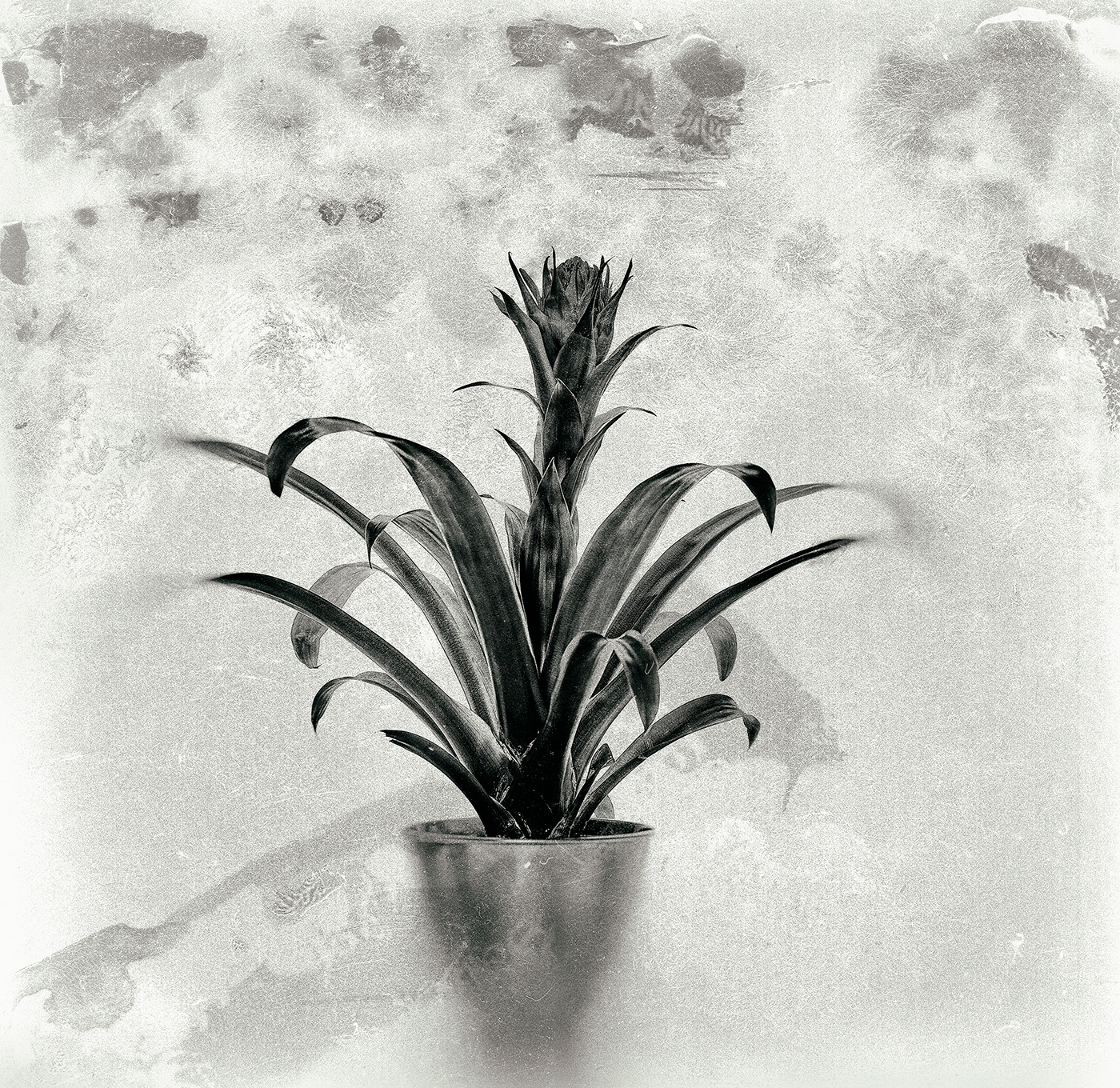 blumen finart Flowers mediumformat Photography 