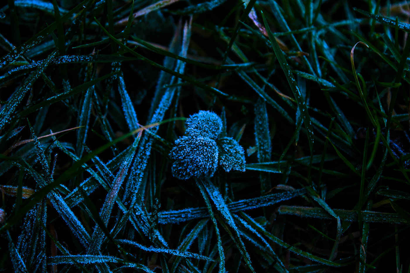 Frosty winter frost cold