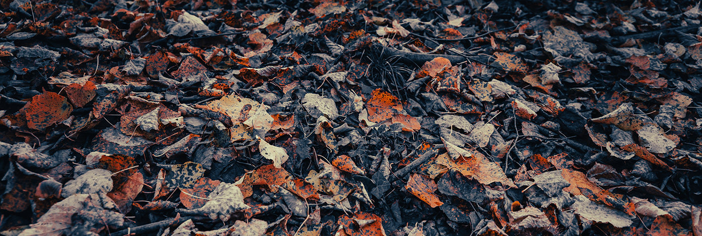 autumn belgium Fall forest Landscape leaf mushroom Nature Photography  Tree 