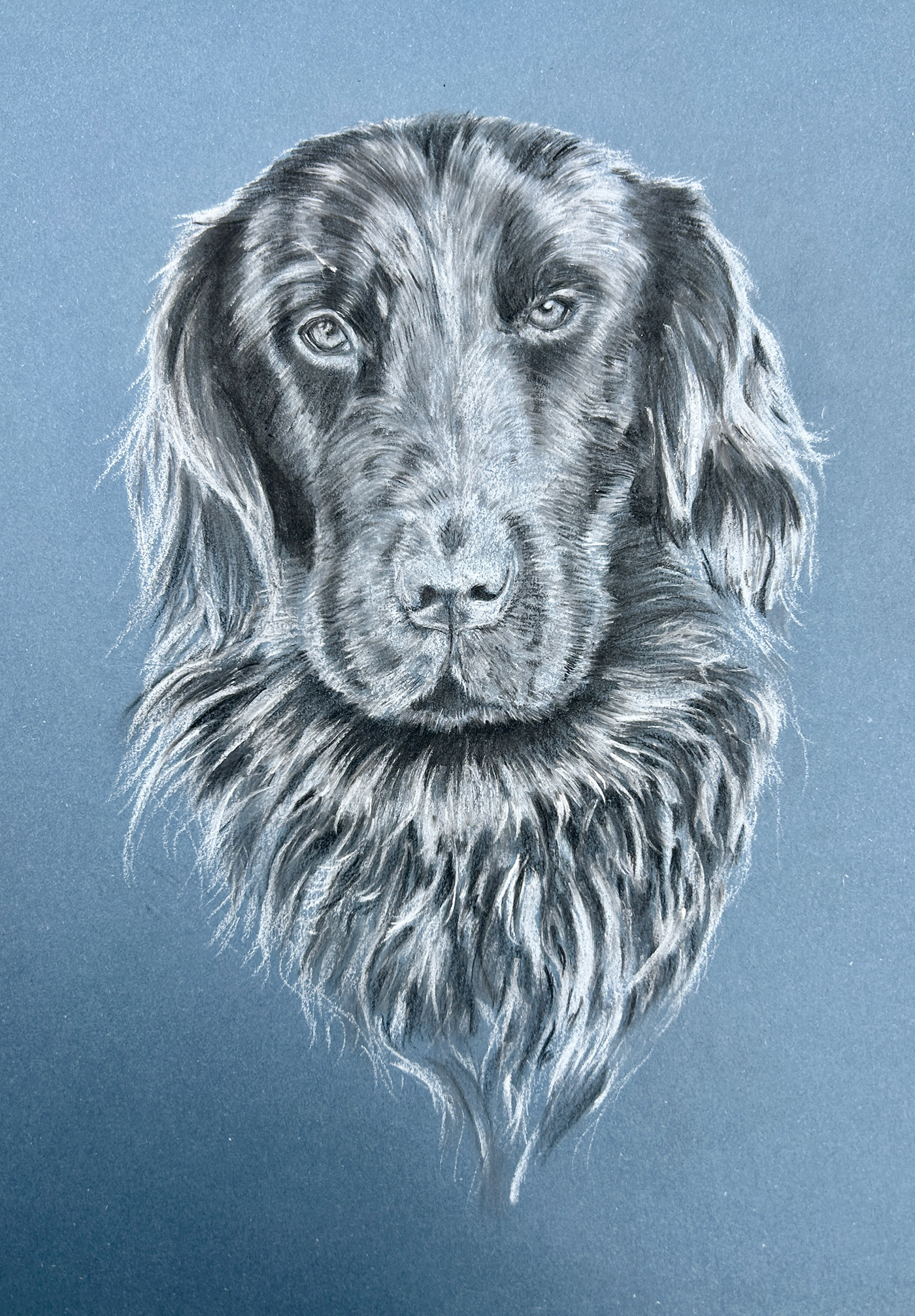 dog portrait model Drawing 