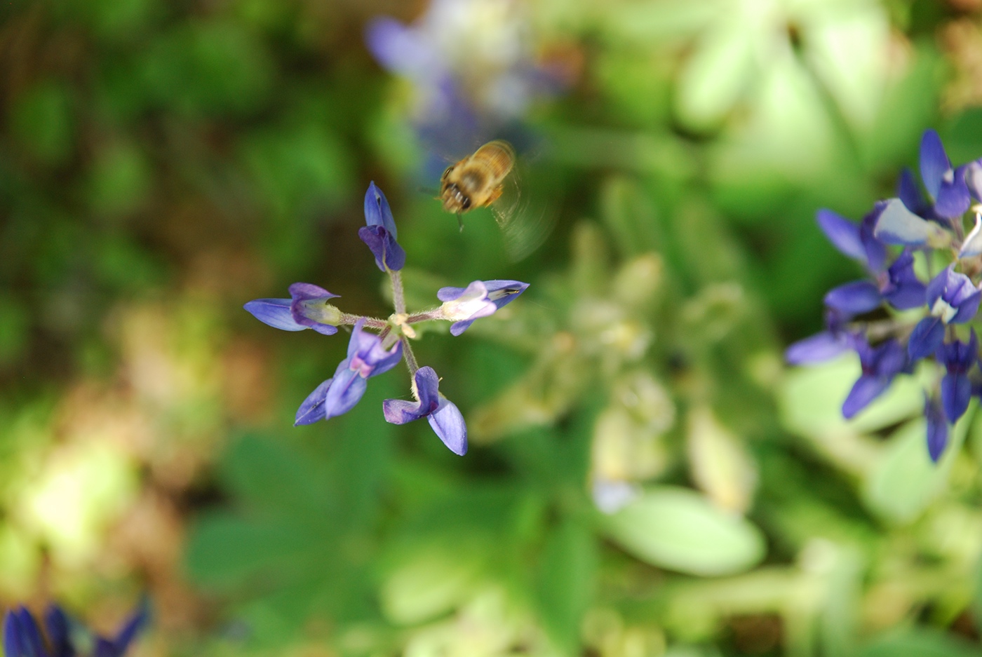 Nature bee Blue Bonnet