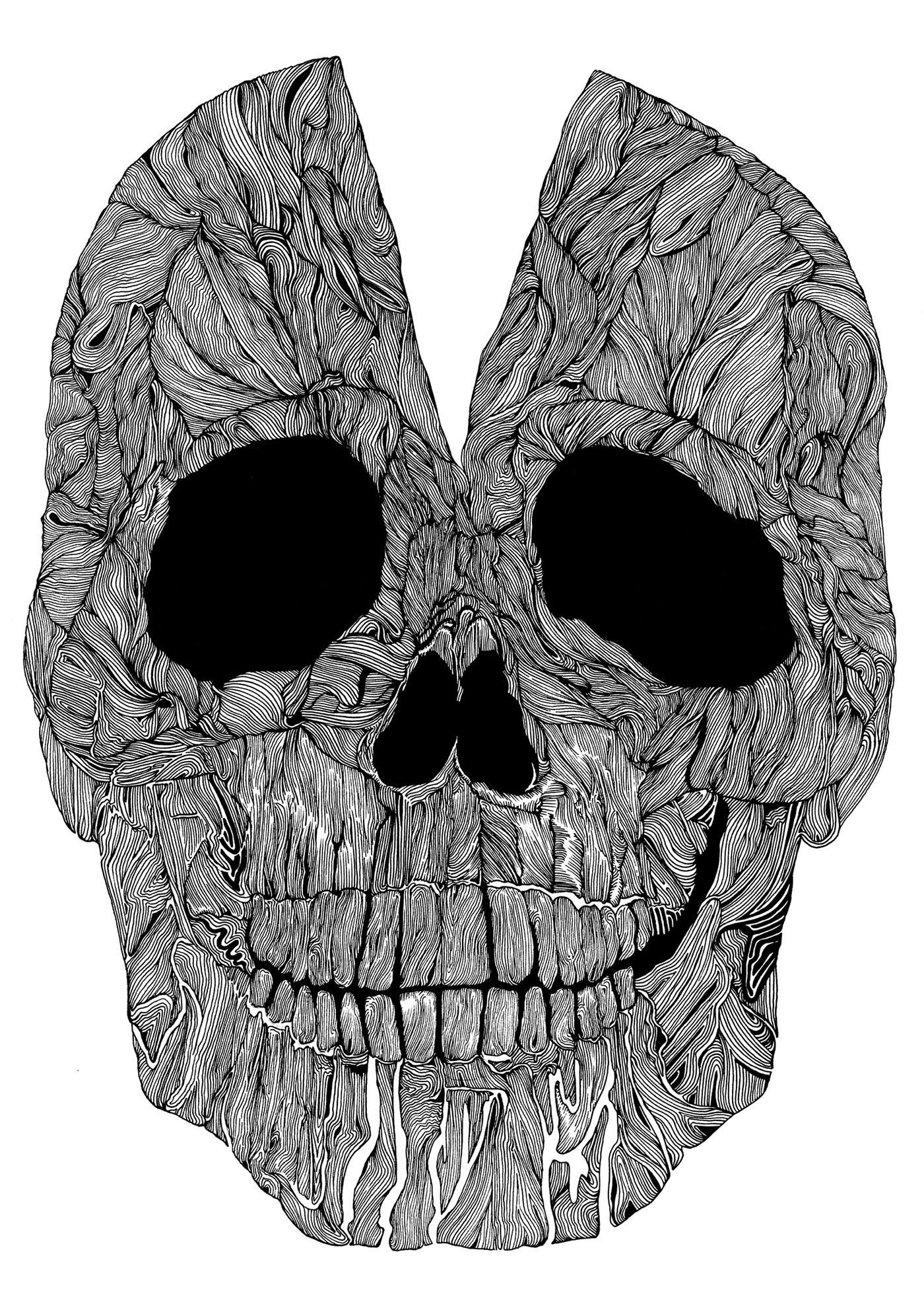 skull ILLUSTRATION  line drawing Cranium sam sephton