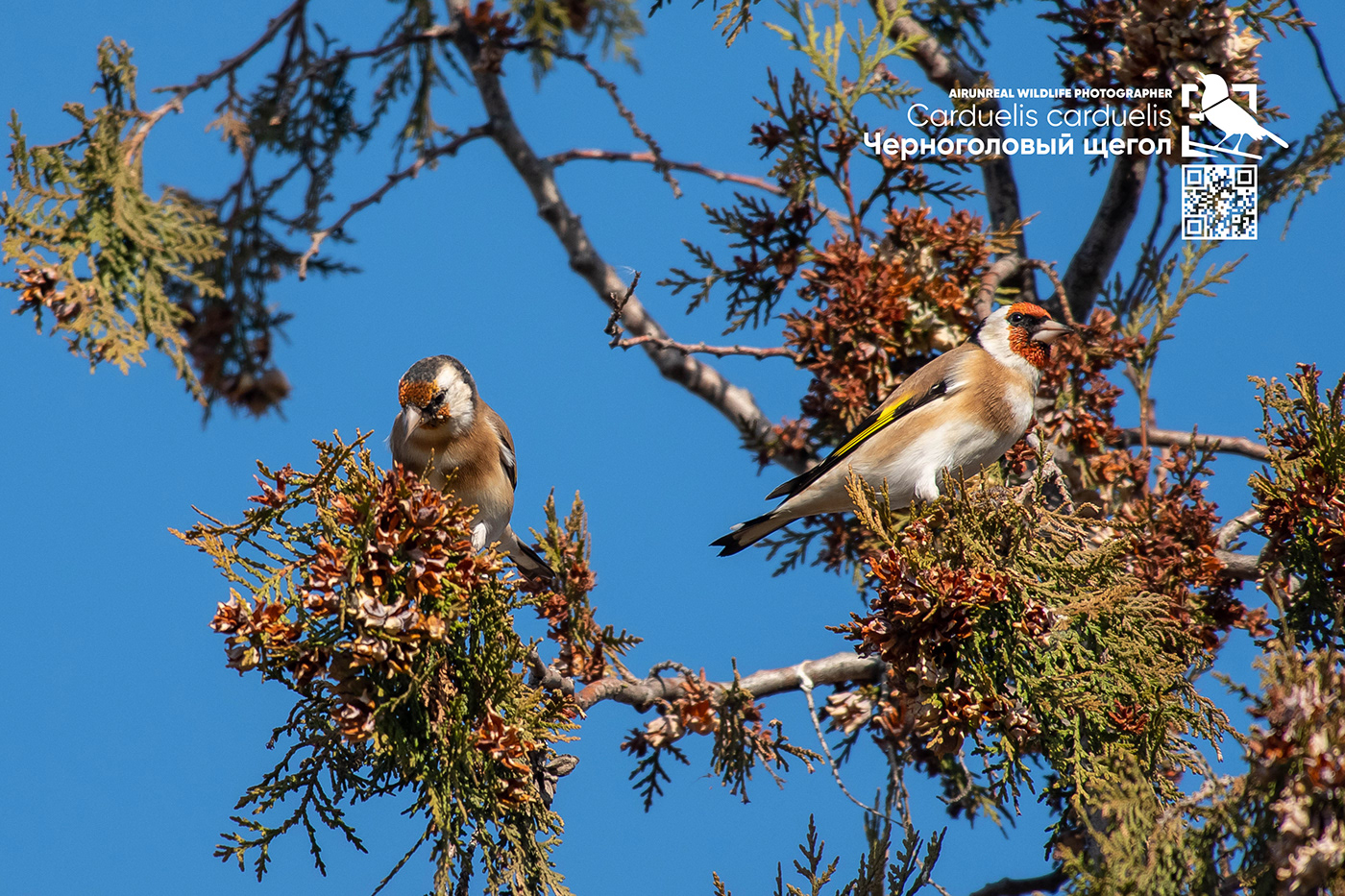 Carduelis carduelis bird birds birdswatching volgograd Russia wildlife European Goldfinch