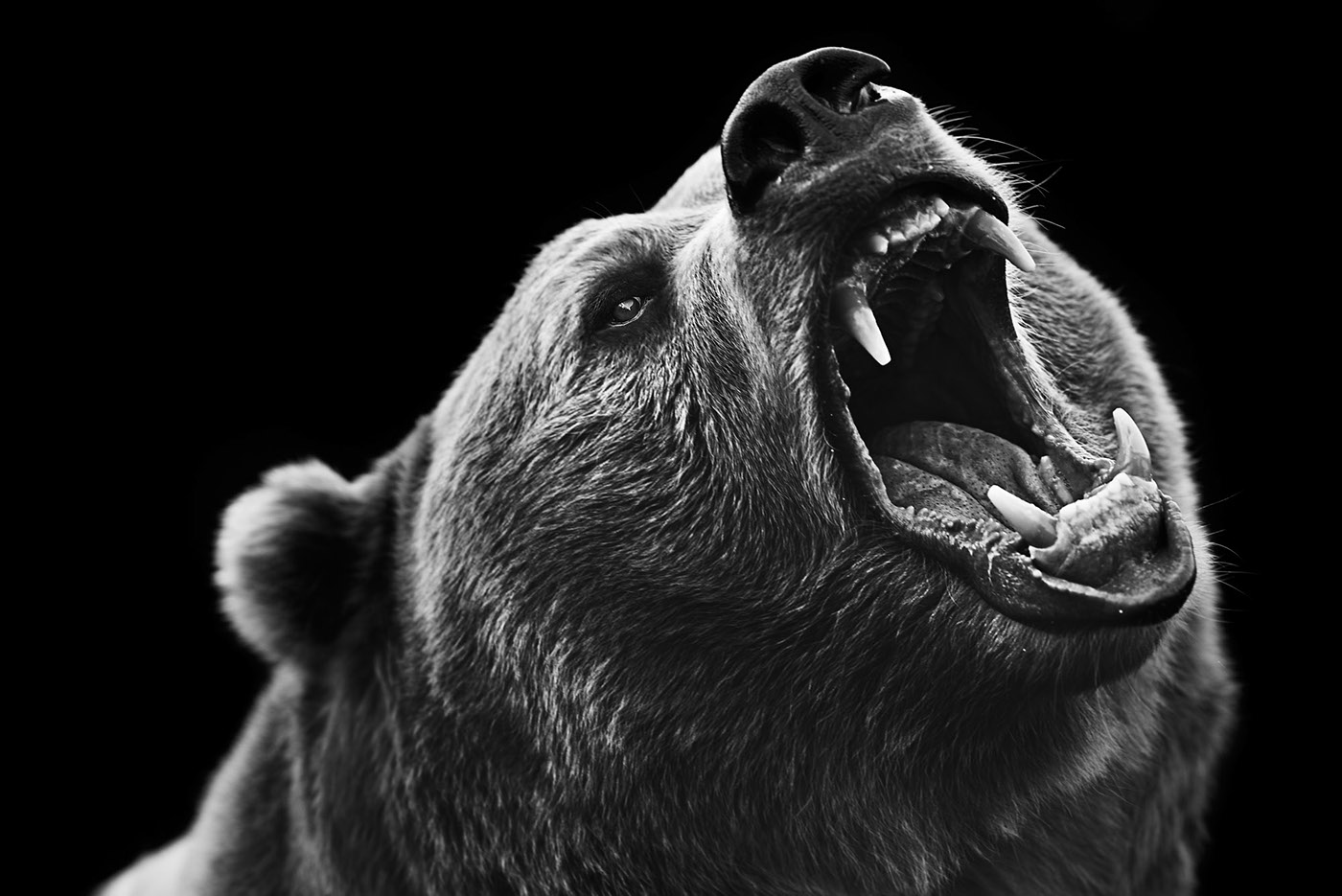 Grizzly Bear grizzly bear wild animal Photography  fine art Montana black and white